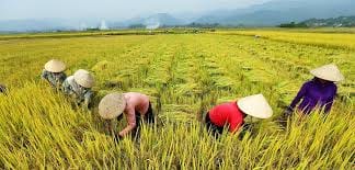 Nghiên cứu tính khả thi: Nền tảng số cho nông dân Việt Nam